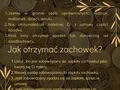 zachowek